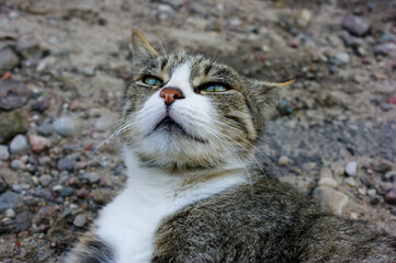 Obraz premium Gray cat lying on the ground
