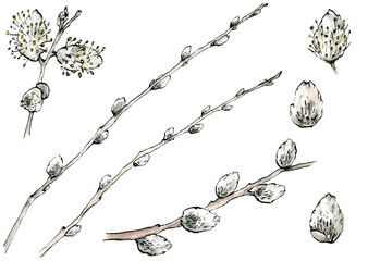 Fototapeta premium Watercolor illustration set of delicate willow buds flowers, leaves and branches in the sketch style. Hand drawn elegant flowers isolated on a white background.