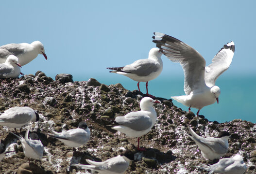 Red-billed gulls Chroicocephalus novaehollandiae scopulinus. Cape Kidnappers Gannet Reserve. North Island. New Zealand.