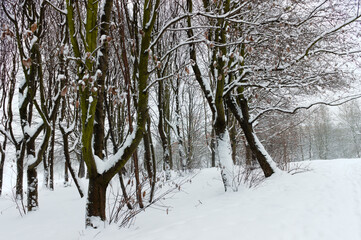 Winter landscape with trees 3.