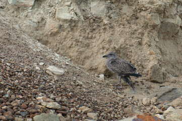 Black-backed gull Larus dominicanus. Juvenile with a broken wing. Cape Kidnappers Gannet Reserve. North Island. New Zealand.