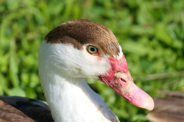 Portrait and head study of a beautiful female specimen of the white-breasted muscovy duck in the free range