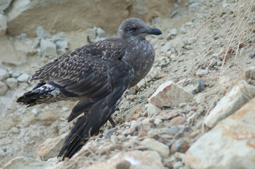Fototapeta premium Black-backed gull Larus dominicanus. Juvenile with a broken wing. Cape Kidnappers Gannet Reserve. North Island. New Zealand.