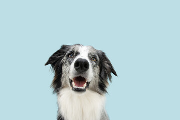 Portrait happy border collie dog looking at camera. Isolated on blue pastel background.