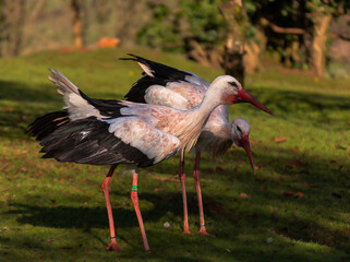 white stork in the grass
