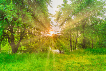 Fototapeta na wymiar Green forest at sunset with sun beams through green leaves