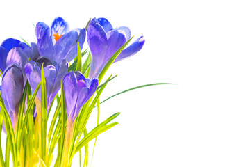 First spring flowers - bouquet of blue crocuses isolated on white background with copyspace
