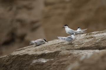 White-fronted terns Sterna striata. Juveniles and adults. Cape Kidnappers Gannet Reserve. North Island. New Zealand.