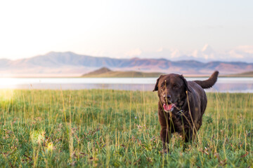 Brown labrador running along the lake against the background of mountains