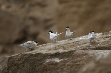White-fronted terns Sterna striata. Juveniles and adults. Cape Kidnappers Gannet Reserve. North Island. New Zealand.