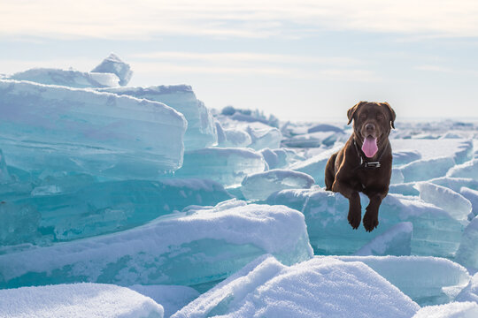 Labrador lies on a frozen lake. Ice and hummocks in winter