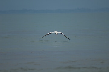 Australasian gannet Morus serrator flying away. Cape Kidnappers Gannet Reserve. North Island. New Zealand.