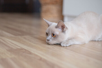 Cute young lilac cat with yellow eyes . Playful beige Burmese kitten playing and hunting indoors.