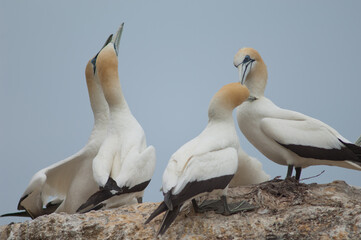 Australasian gannets Morus serrator. Pairs fencing and courting. Black Reef Gannet Colony. Cape Kidnappers Gannet Reserve. North Island. New Zealand.