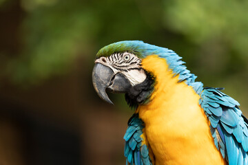 インコ
