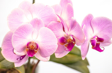 Naklejka na ściany i meble Beautiful purple Phalaenopsis orchid flowers, isolated on white background. Moth dendrobium orchid. Multiple blossoms. Flower in bloom. Beautiful details of tropical floral visuals.