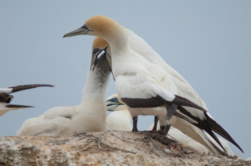 Australasian gannets Morus serrator. Adult feeding chick. Black Reef Gannet Colony. Cape Kidnappers Gannet Reserve. North Island. New Zealand.