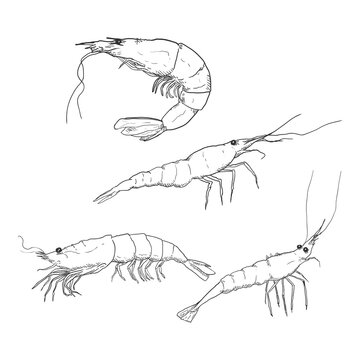 Vector Set of Sketch Shrimps and Prawns
