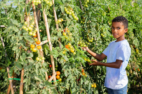 Teenager boy helps harvesting grapes on vineyard. High quality photo