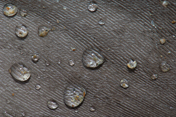 Drops of water on a feather. Cape Kidnappers Gannet Reserve. North Island. New Zealand.