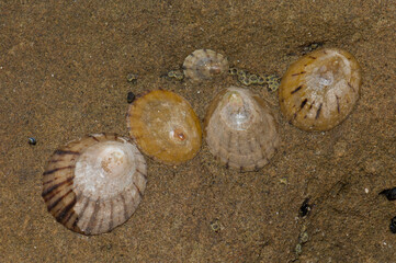 Limpets Cellana sp. Cape Kidnappers Gannet Reserve. North Island. New Zealand.