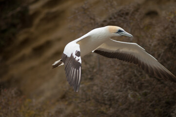 Obraz premium Australasian gannet Morus serrator in flight. Black Reef Gannet Colony. Cape Kidnappers Gannet Reserve. North Island. New Zealand.