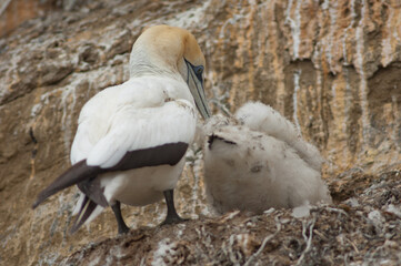 Australasian gannets Morus serrator. Adult with chick at nest. Black Reef Gannet Colony. Cape Kidnappers Gannet Reserve. North Island. New Zealand.