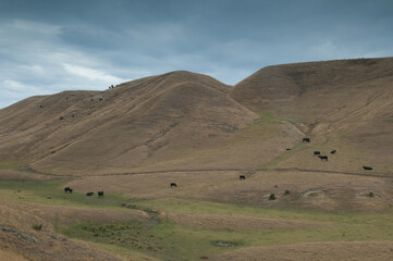 Fototapeta na wymiar Herd of cows Bos taurus. Cape Kidnappers. North Island. New Zealand.