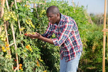 Winegrower harvesting grapes on vineyard. High quality photo