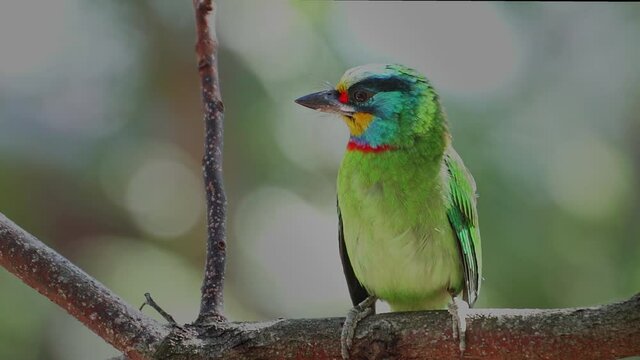 Muller's Barbet pecking a tree hole for brood.
