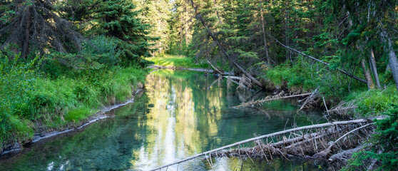 Calm river in green pine trees forest, sunlight reflected on the water. Fenland Trail in summer sunny day. Banff National Park, Canadian Rockies, Alberta, Canada.