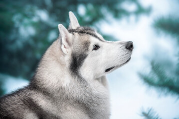 siberian husky dog portrait in the snow winter © Anna Darahan