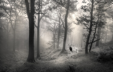 Goat in Misty Woods.