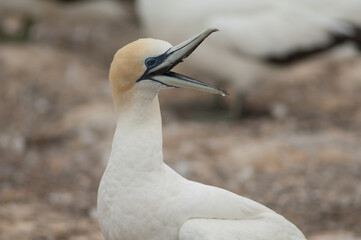 Australasian gannet Morus serrator calling. Plateau Colony. Cape Kidnappers Gannet Reserve. North Island. New Zealand.