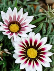 Gazania brilliant banner. Gazania flower,African daisies,Asteraceae, Daisy family flower.