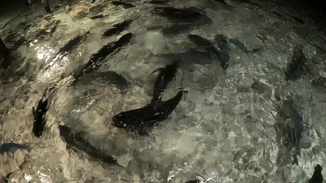 verschiedene Fische (Stachelrochen, Riesen-Stachelmakrele und Haie) werden mit Fischresten gef&uuml;ttert	