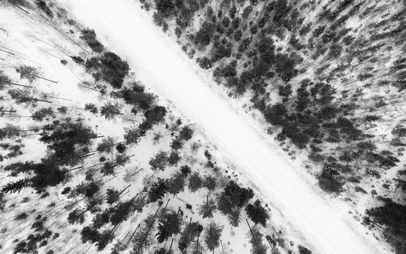 Snowy Road Through The Forest