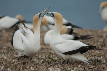 Australasian gannets Morus serrator fencing. Plateau Colony. Cape Kidnappers Gannet Reserve. North Island. New Zealand.