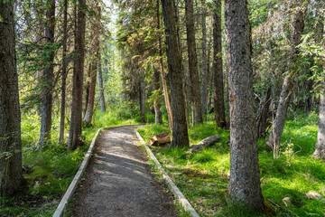 Natural forest footpath scenery. Fenland Trail in summer sunny day. Banff National Park, Canadian Rockies, Alberta, Canada.