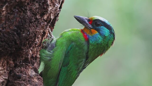 Muller's Barbet pecking a tree hole for brood.