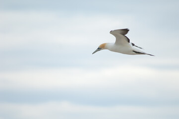 Fototapeta na wymiar Australasian gannet Morus serrator in flight. Plateau Colony. Cape Kidnappers Gannet Reserve. North Island. New Zealand.