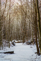 A small path in a winter forest at sunset in Scandinavia