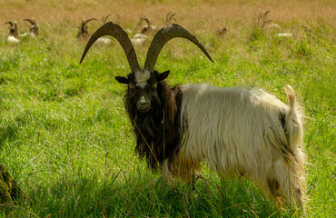 goat on the meadow