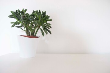 Plante - décor minimaliste