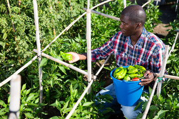 Positive afro male farmer picking carefully bell peppers in bucket on plantation. High quality photo