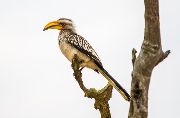 Hornbill on a tree in africa