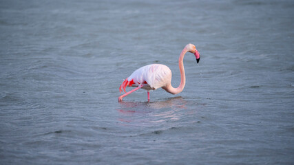 pink flamingo looks for food in the Molentargius pond in Cagliari, southern Sardinia
