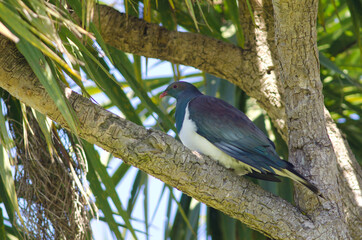 New Zealand pigeon Hemiphaga novaeseelandiae. Oban. Stewart Island. New Zealand.