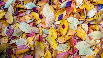 kolory jesieni, polska złota jesień, liście w różnych kolorach - obrazy, fototapety, plakaty