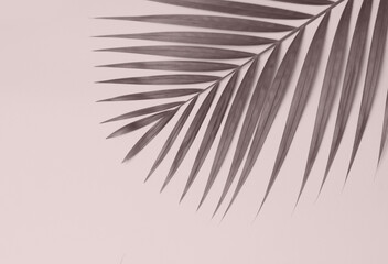 Palm tree leaf on colorful background.